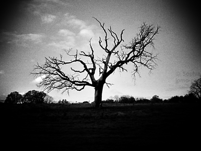 hampstead heath, hampstead heath walks, north london